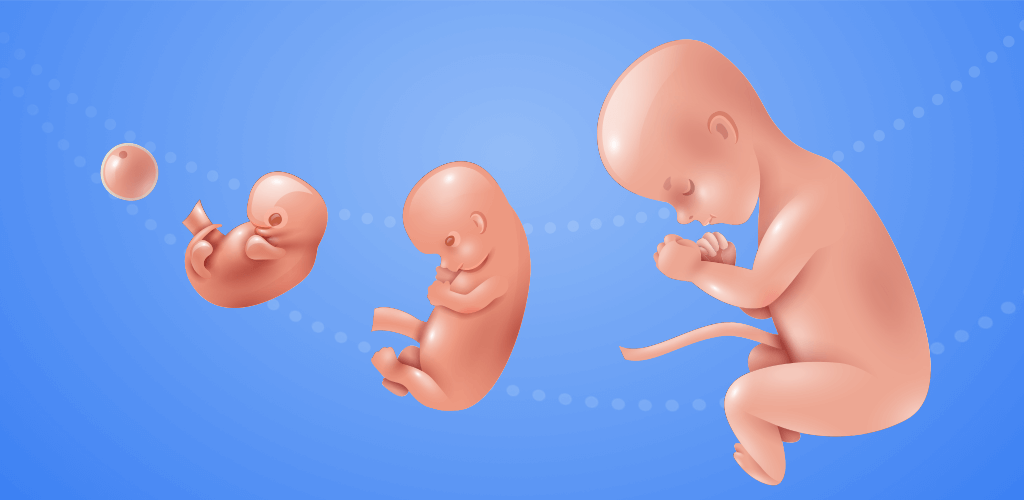 9 Months v1.35.2 MOD APK (Unlimited Cell, Nutrition)