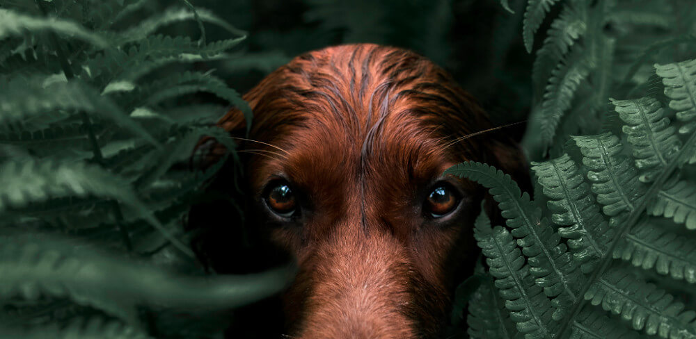 Adobe Lightroom v11.1.2 MOD APK (Premium Unlocked)