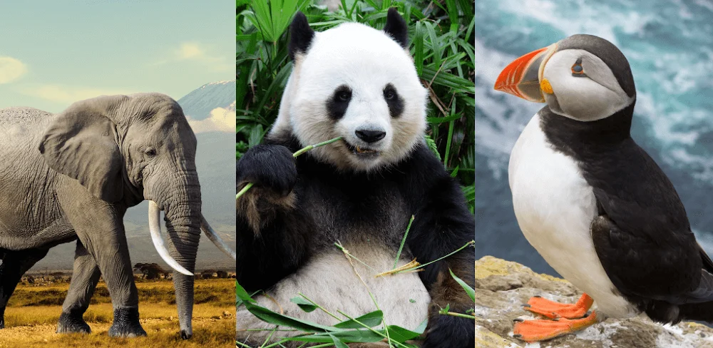 Animals Quiz Learn All Mammals v3.6.0 MOD APK (Unlimited Money)