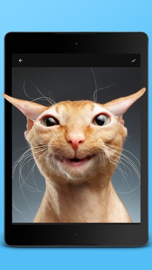 Jellify v1.7.1 MOD APK (Premium Unlocked)