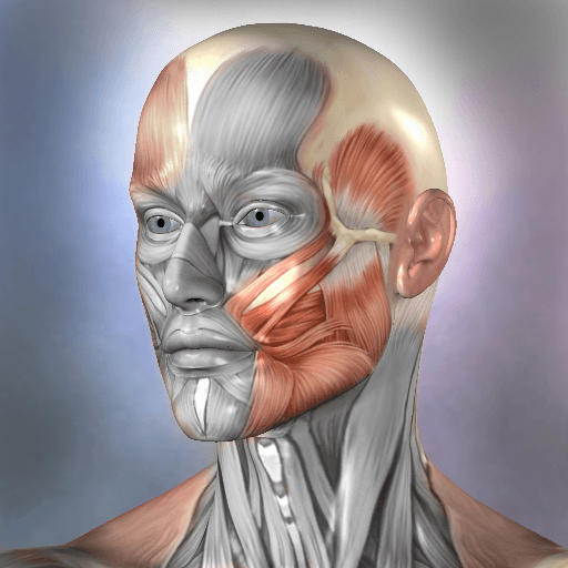Muscle and Bone Anatomy 3D v1.2.2 APK + OBB (Full Paid)