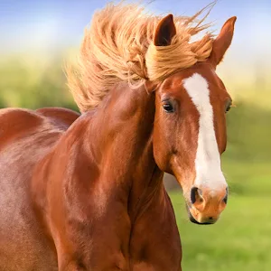 The Horse MOD APK V1.2.6 (Unlimited Coins)