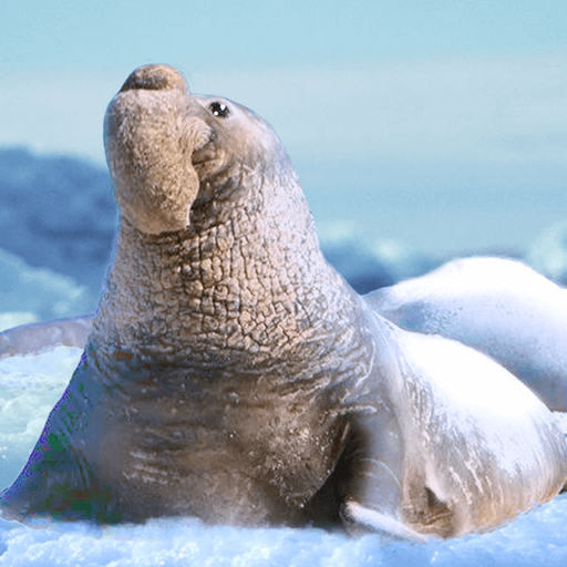 The Seal Elephant v1.2.4 MOD APK (Unlimited Money)