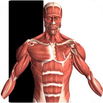 Visual Anatomy 2 v4.0 b44 APK (Patched)